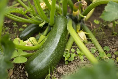 Courgette foot Stock-Fotos