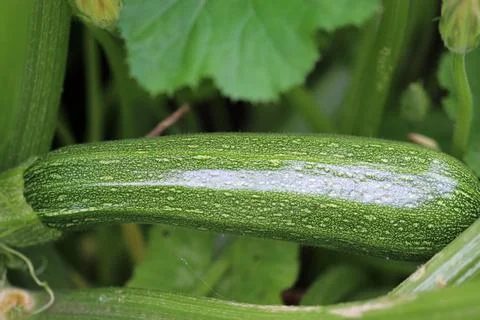 Courgette fruit in close up Stock Photos