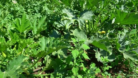 Courgette plant Video stock 137277552