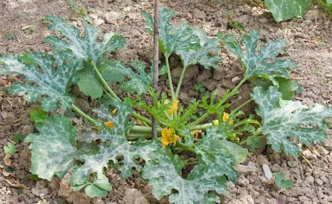 Courgette plant Stock-Fotos