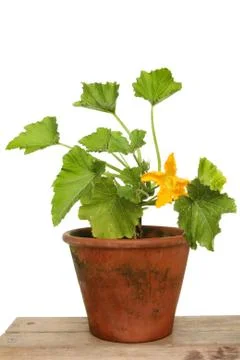 Courgette plant Stock Photos