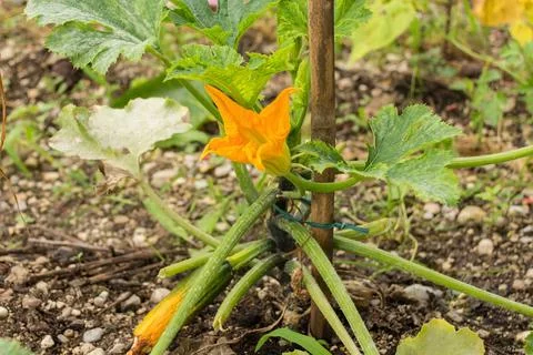 Courgette Plant Stock Photos
