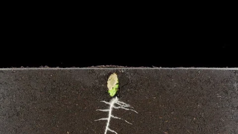 Courgette seed germinating and growing in a rhizobox Stock-Footage 330581433