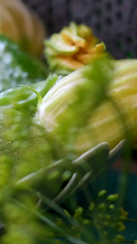 Courgette summer squash zucchini vegetable baby marrow plant fruit fresh eco bio Stock Footage 310171494