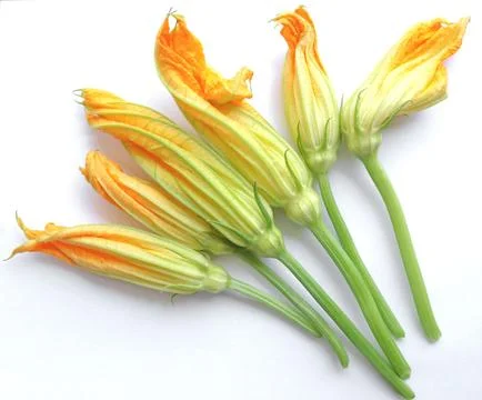 Courgette Zucchini flowers Foto stock