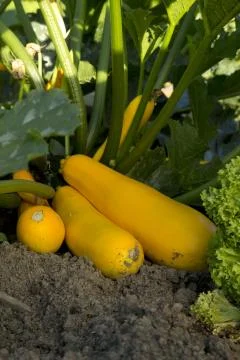 Courgettes - 01 Stock Photos