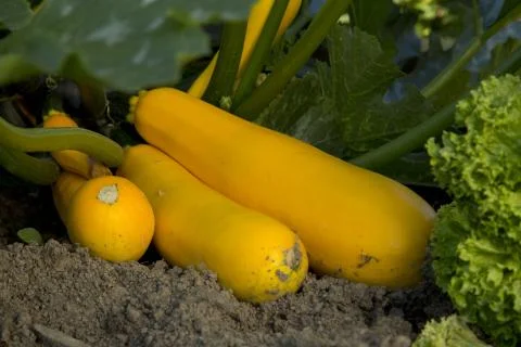 Courgettes - 02 Stock Photos