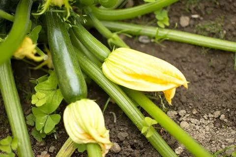 Courgettes in development Stock Photos