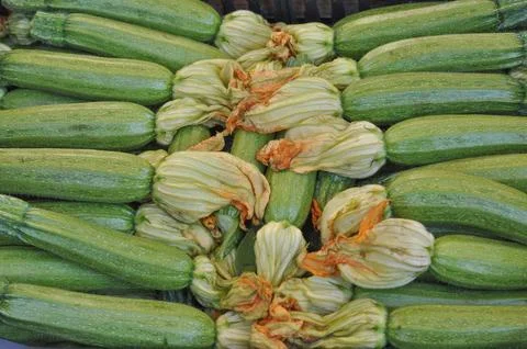 Courgettes zucchini Foto stock