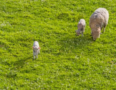 Courious lamb Stock Photos