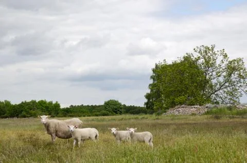 Courious lambs Stock Photos