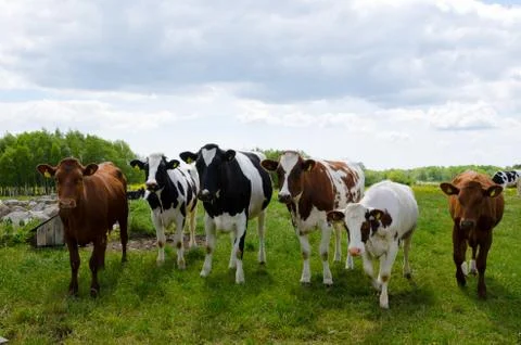 Courious young cows Stock Photos