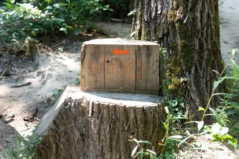Course arrow painted on a tree trunk in forest Stock Photos