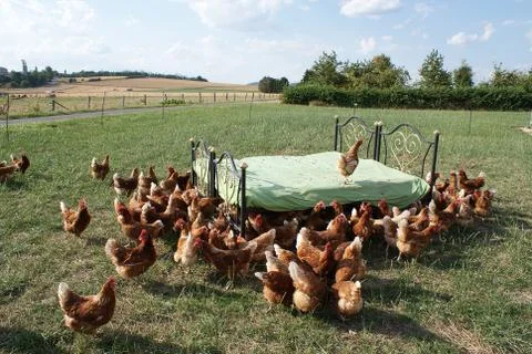 Of course, the chicken has to be on the bed too Stock Photos