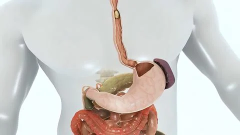 The course of digestion in the human digestive system. The journey from mouth Stockillustratie