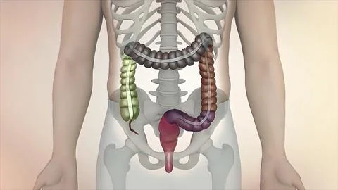 The course of digestion in the human digestive system. 库存插图