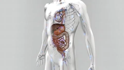 The course of digestion in the human digestive system. Stock Illustration