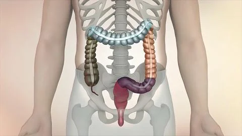 The course of digestion in the human digestive system. イラスト素材
