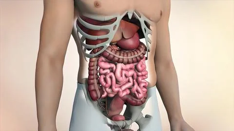 The course of digestion in the human digestive system. Stock Illustration