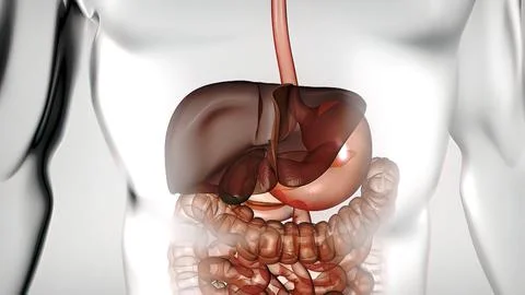 The course of digestion in the human digestive system. Stockillustratie