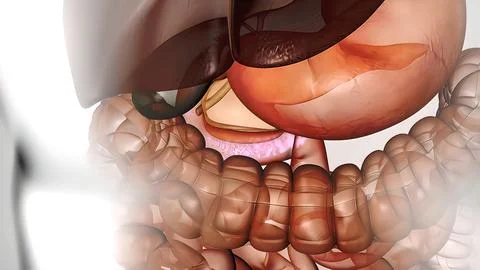 The course of digestion in the human digestive system. イラスト素材