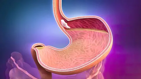 The course of digestion in the human digestive system. 库存插图