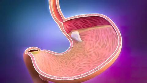 The course of digestion in the human digestive system. 库存插图