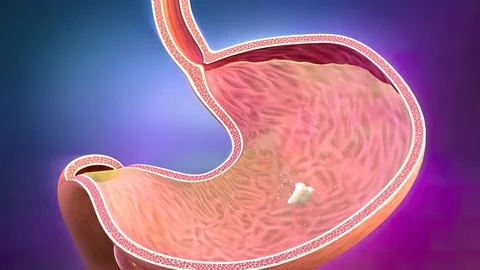 The course of digestion in the human digestive system. Stockillustratie