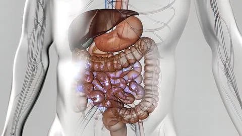 The course of digestion in the human digestive system. Stock Illustration