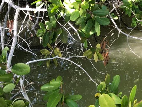 The course of the river 04 Stock Photos