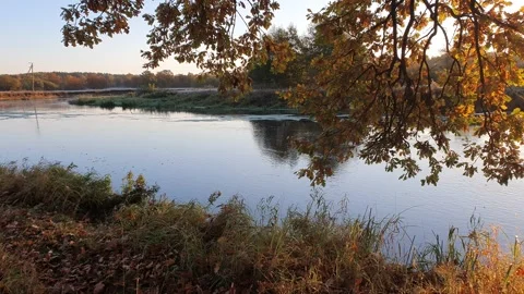 Course of the river at dawn and beautiful oaks dropping their leaves Stock Footage 235565399