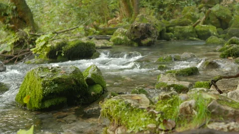 The course of a small mountain river, stones covered with vegetation Stock Footage 164255884