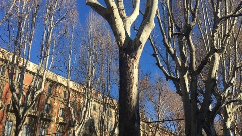 Course with tree-lined avenue with buildings in Turin Italy Stock Footage 101377319