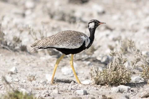 Courser bird Stock Photos