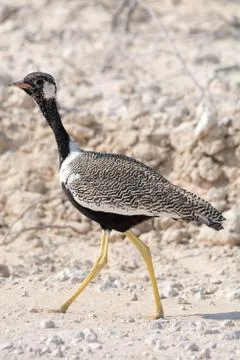 Courser bird Stock Photos
