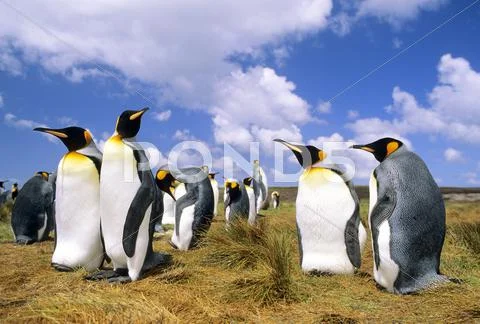 Courting adult king penguins (Aptenodytes patagonicus), Salisbury Plains, South Stock Photos
