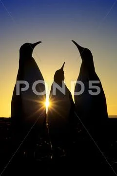 Courting adult king penguins (Aptenodytes patagonicus), Salisbury Plains, South Stock Photos