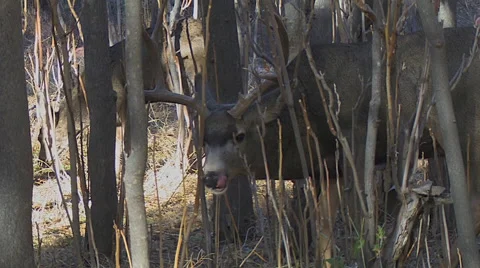 Courting Buck in Thick Saplings With Head Down Feeding Stock Footage 49648673