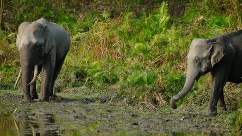 Courting elephant pair Stock Footage 330991503