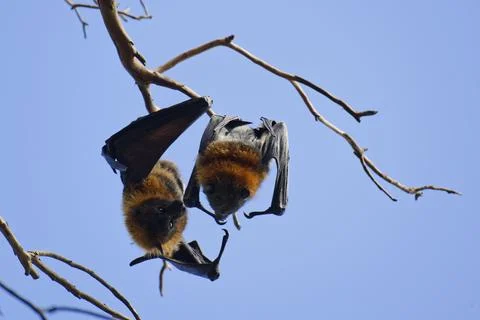 Courting fruit bats in a tree in Melbourne, Australia Stock Photos