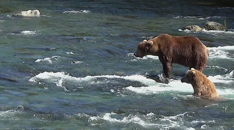 Courting Pair of Alaskan Brown Bears Fish Side by Side in River Stock Footage 51013721