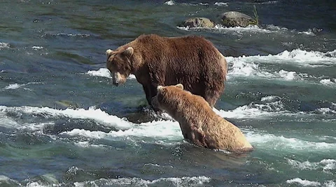 Courting Pair of Brown Bears Steals Looks at One Another as They Fish Stock Footage 51015078