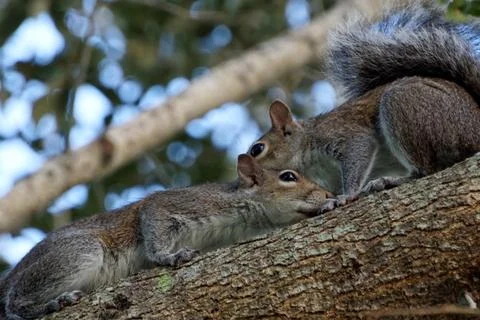 Courting Squirrels Foto stock