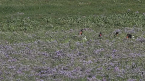 Courtship behavior of Eurasian oystercatcher Stock-Footage 158506906