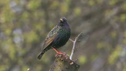 Courtship behavior of a starling in springtime  Stock Footage 268050829
