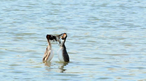 Courtship Great Crested Grebe Stock Footage 37705018