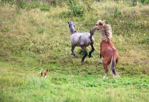 Courtship horses. Stock Photos