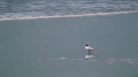 Courtship Of A Least Tern Stock Footage 23691579