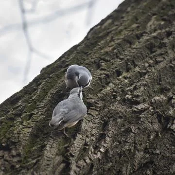 Courtship of a nuthatch Stock Photos