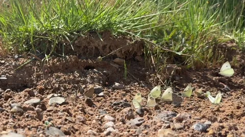 Courtship Ritual of a Group of Tiny White Butterflies Fluttering on a Sandy and Stockbeeldmateriaal 312093794
